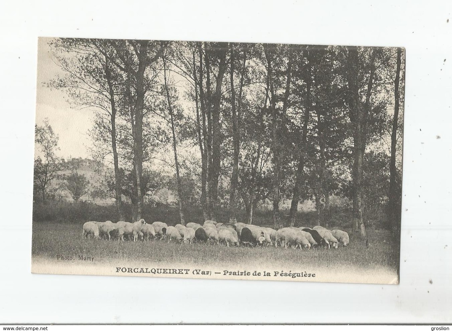 FORCALQUEIRET (VAR) PRAIRIE DE LA PESEGUIERE (TROUPEAU DE MOUTONS) - Sonstige & Ohne Zuordnung