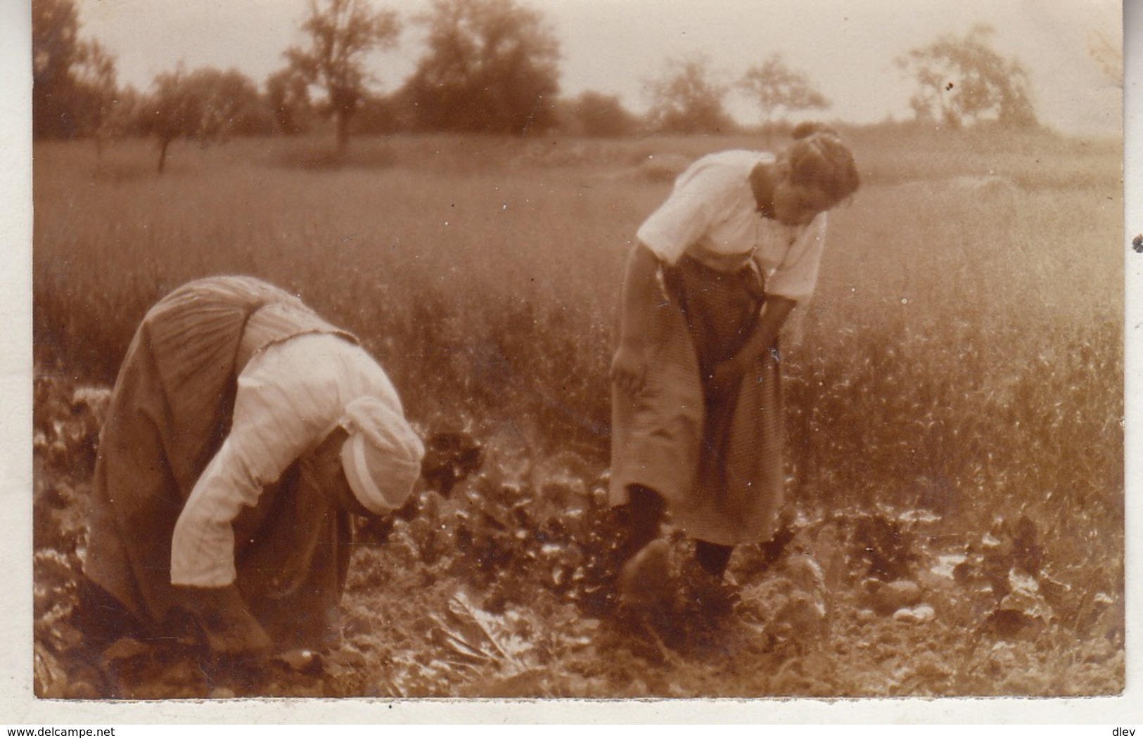 Laboureurs - Landbouwers - 1915 - Photo 5.5 X 8.5 Cm - Personnes Anonymes