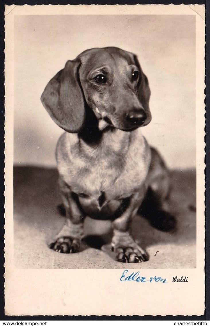 VIEILLE CARTE PHOTO CHIEN TECKEL - DACKEL - DACHSHUND - Honden