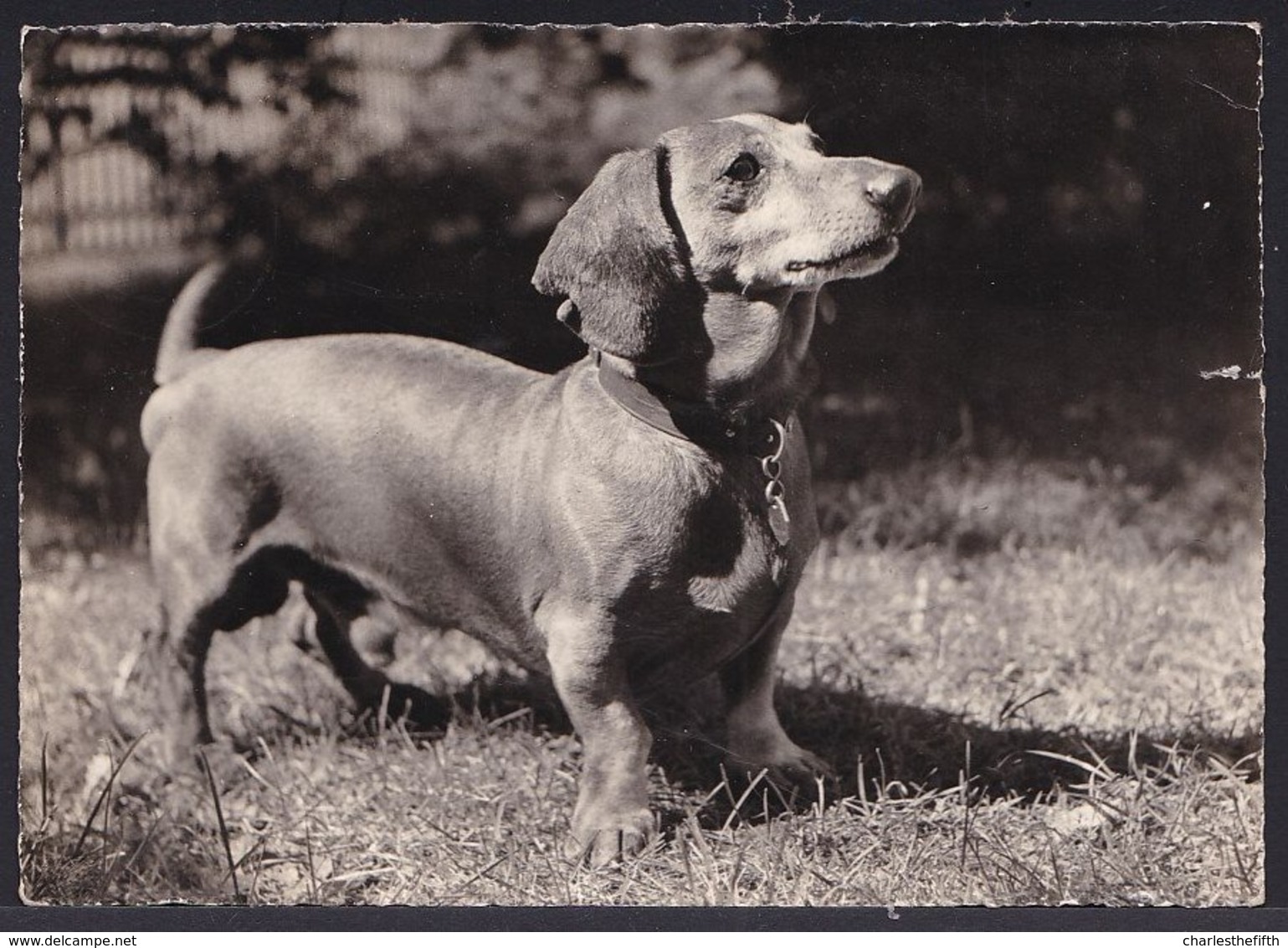 VIEILLE CARTE PHOTO CHIEN TECKEL  - DACKEL  - DACHSHUND - Chiens