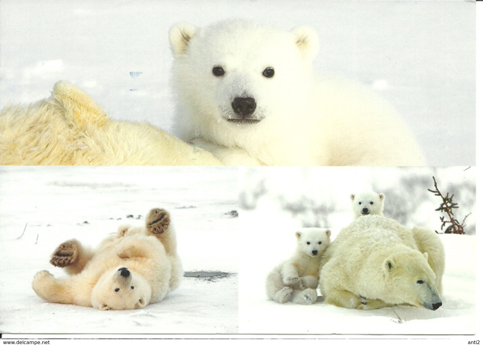 Sweden 2010 WWF - Polar Bear, Ice Bear, Big Card, Used - Lettres & Documents