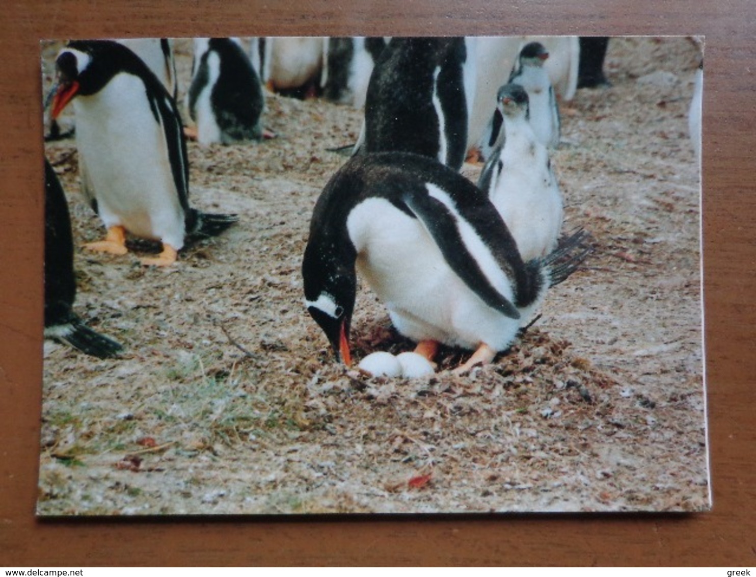 The Falkland Islands, Gentoo Penguin -> Written 1998 - Falkland