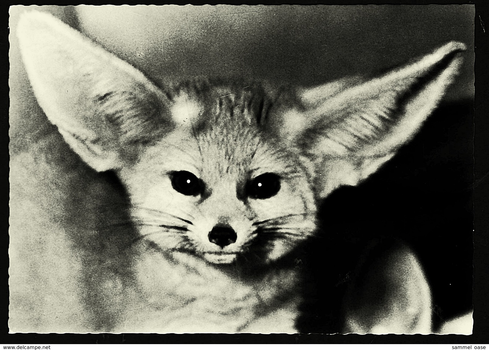 Fennek / Wüstenfuchs Aus Der Sahara  -  Vivarium Darmstadt  -  Ansichtskarte Ca.1965    (11616) - Sonstige & Ohne Zuordnung