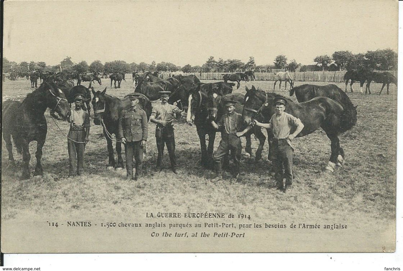 Nantes- Guerre De 1914-1500 Chevaux Anglais Parqués Au Petit-Port Pour Les Besoins De L'Armée Anglaise - Guerre 1914-18