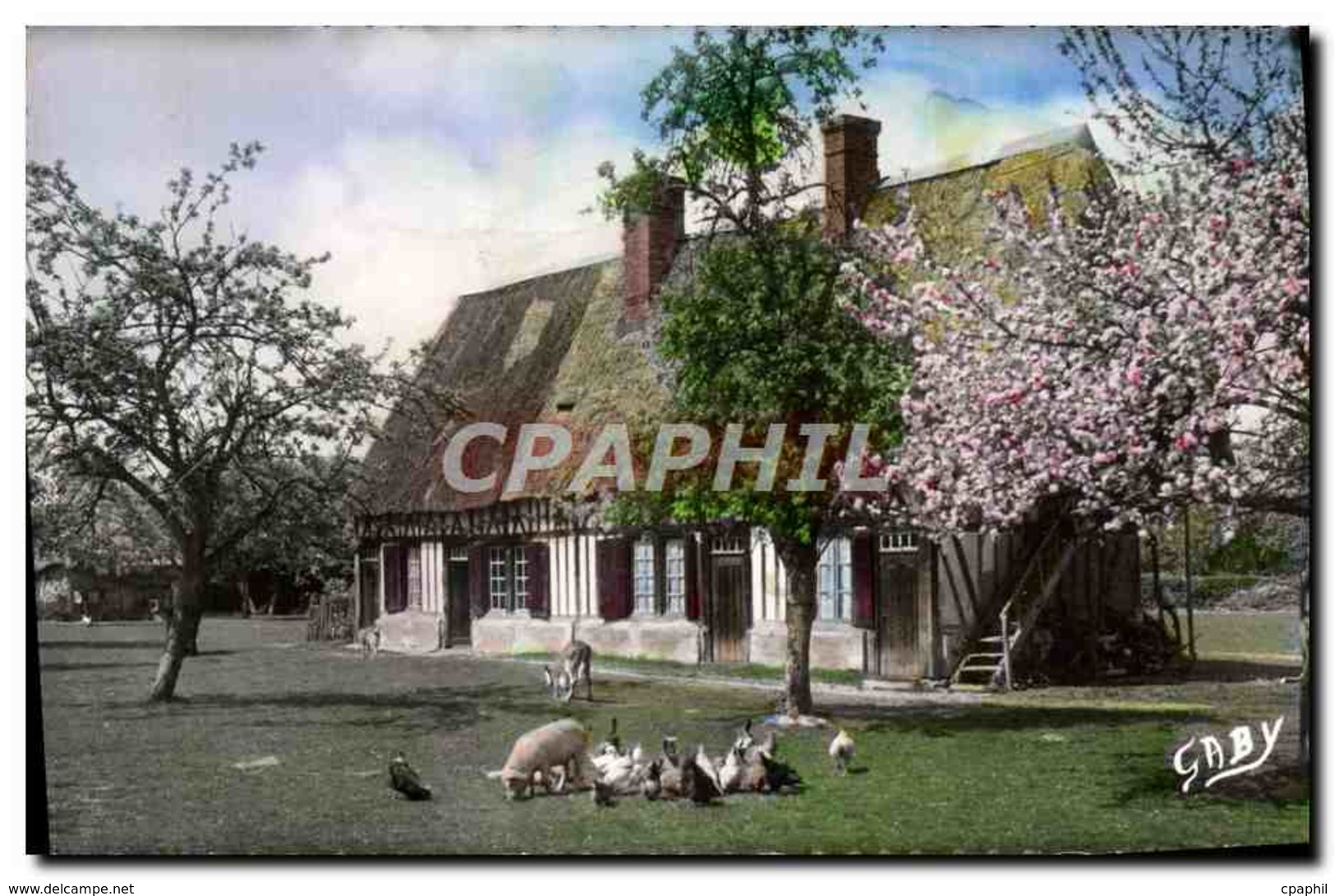 CPM La Normandie Ferme Normande Et Pommiers En Fleurs Cochon Poules - Bauernhöfe