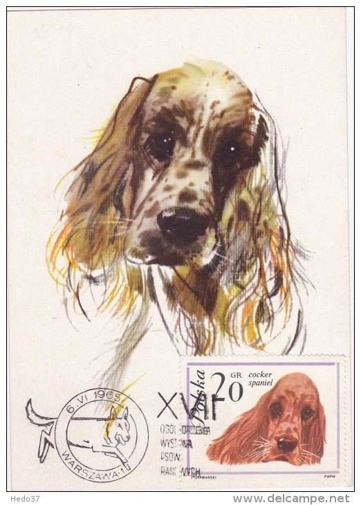 POLOGNE Carte Maximum - Cocker Spaniel - Cartoline Maximum