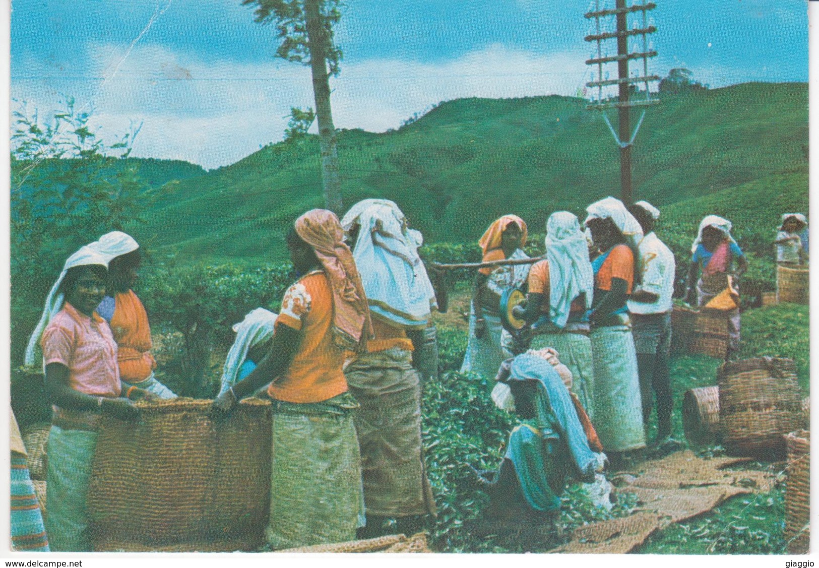 °°° 13498 - SRI LANKA - TEA PLUCKERS , NUWARA ELIYA °°° - Sri Lanka (Ceylon)