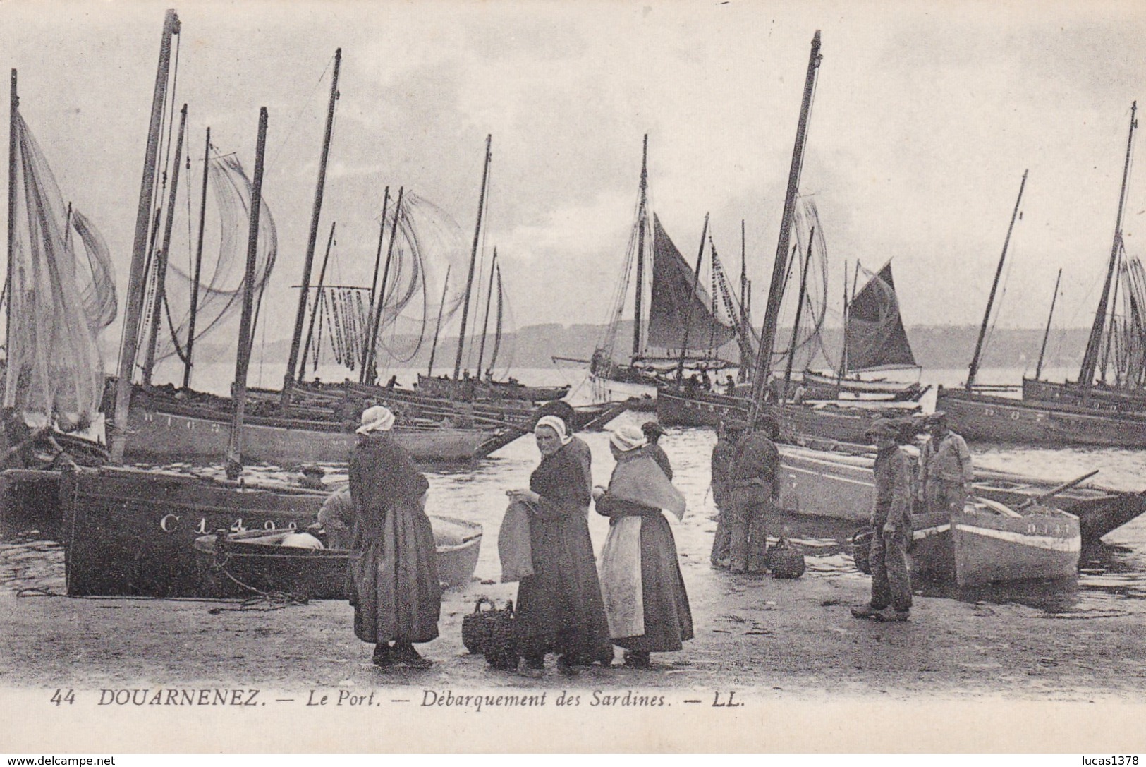 29 /DOUARNENEZ / LE PORT / DEBARQUEMENT DES SARDINES - Douarnenez