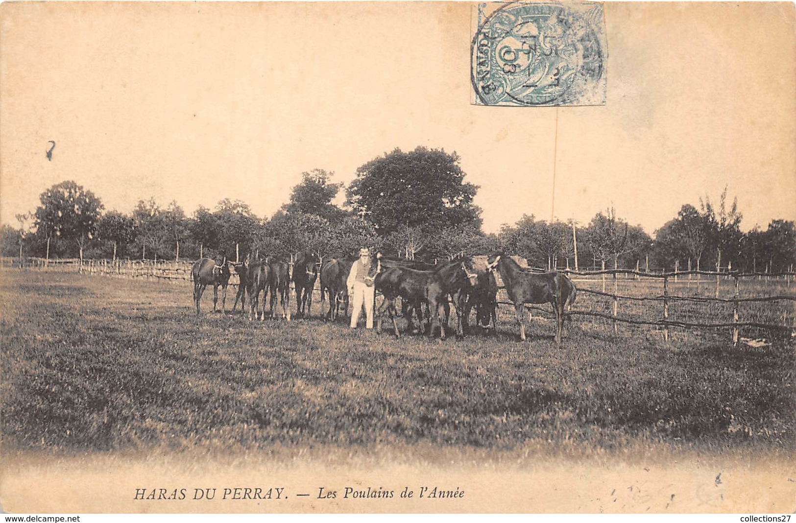 78-LE PERRAY- HARAS DU PERRAY, LES POULAINS DE L'ANNEE - Le Perray En Yvelines