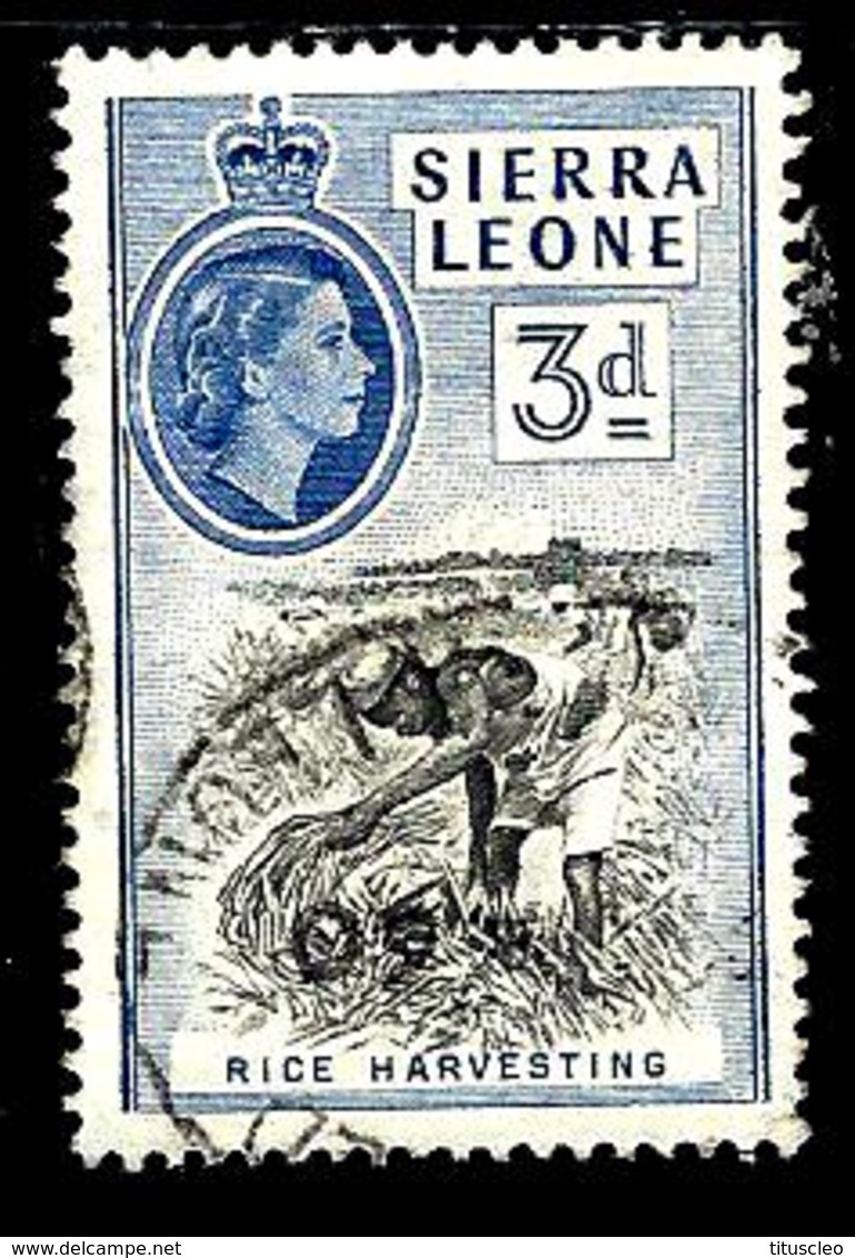 SIERRA LEONE 185° 3d Outremer Elisabeth II Récolte Du Riz (10% De La Cote + 0,15) - Sierra Leone (...-1960)