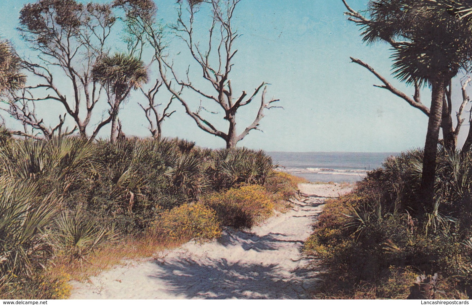 Postcard Coastal Scene Beaufort County Palmetto Trees My Ref  B13475 - Beaufort