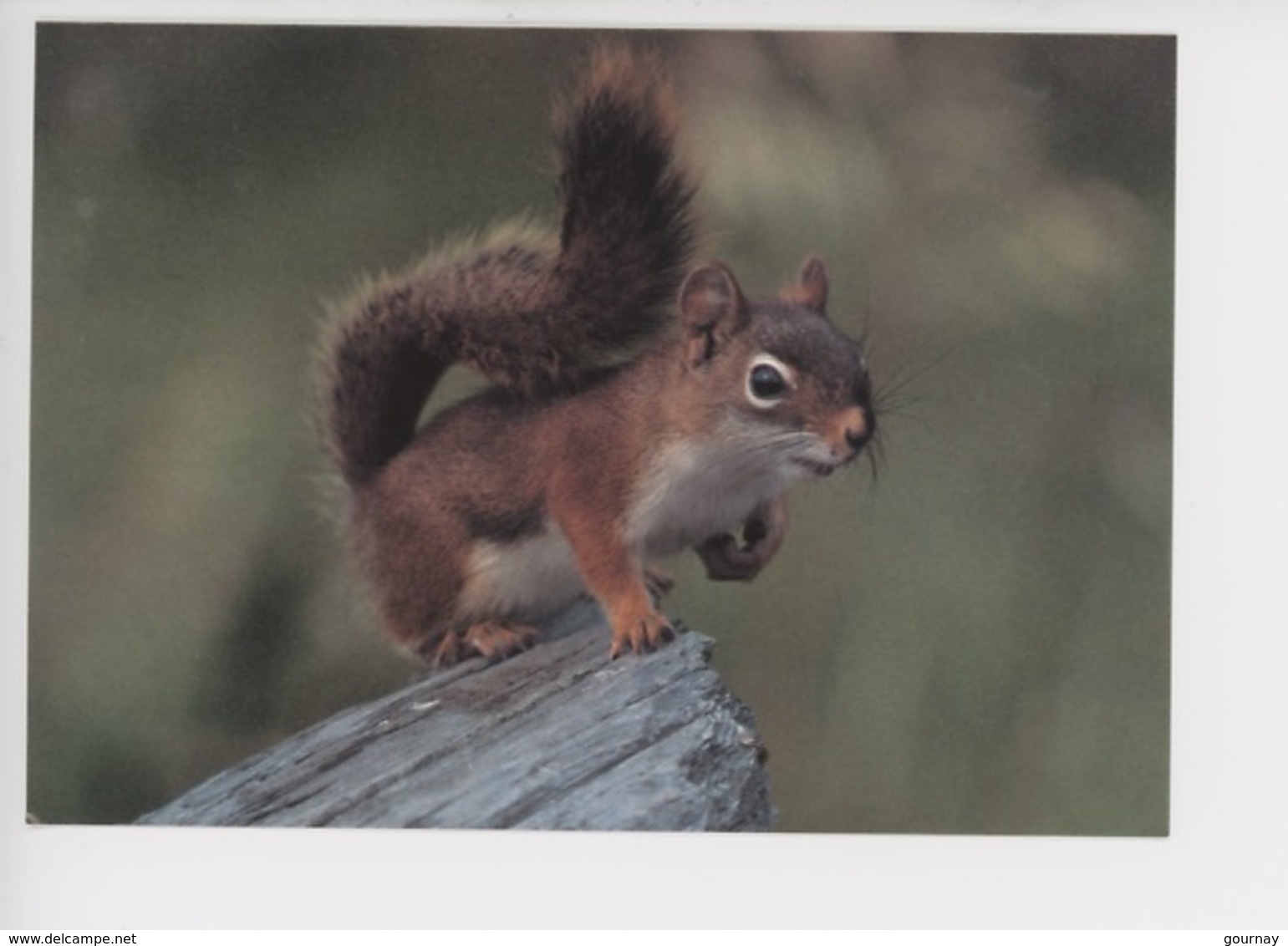 Ecureuil Roux - Red Squirrel - North American Widlife (cp Vierge) - Altri & Non Classificati