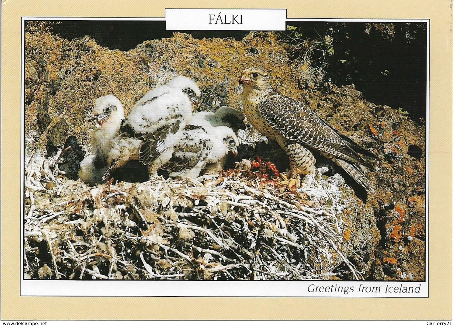 CPM. FAUCON ET SA NICHEE. ISLANDE. - Pájaros