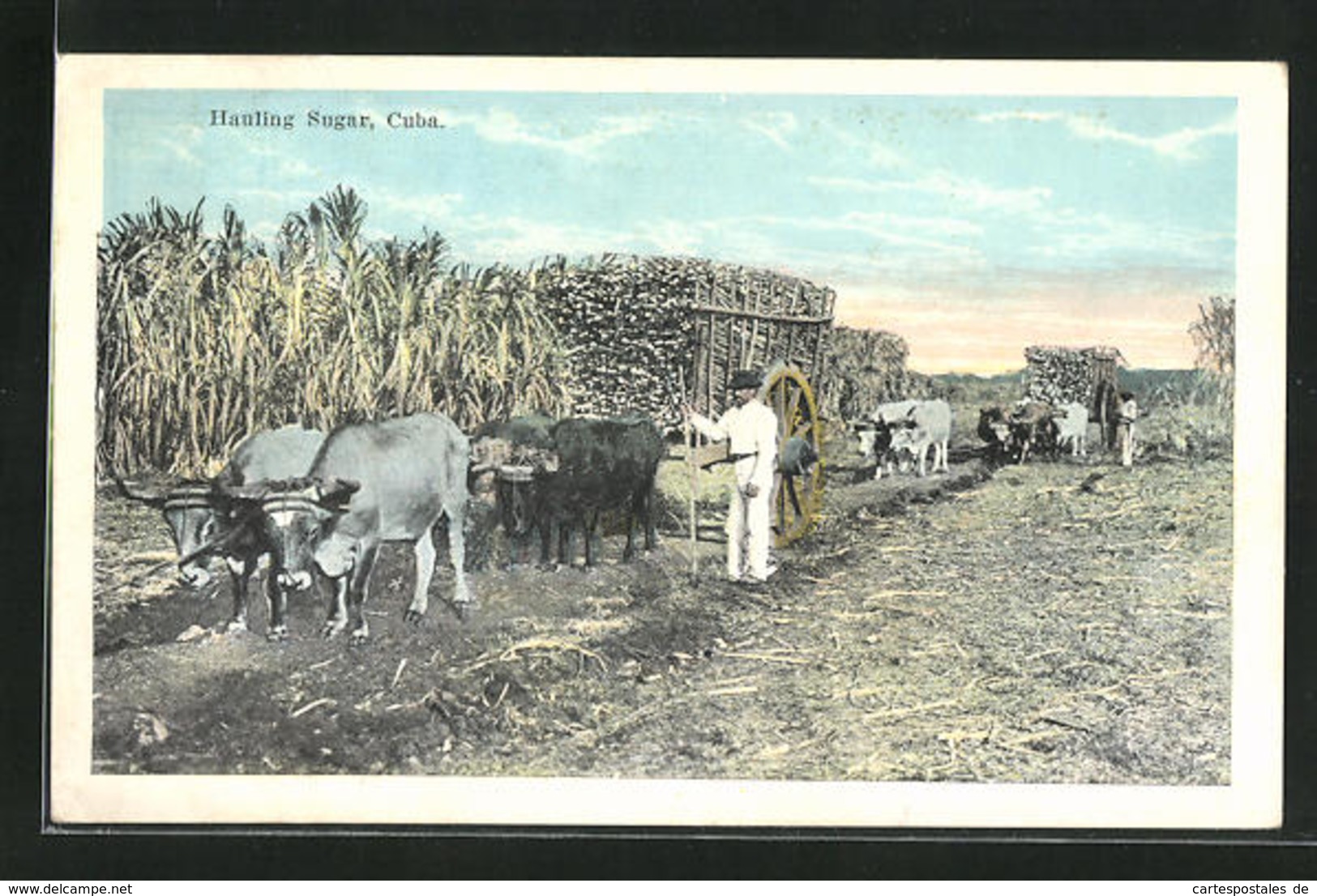 AK Cuba, Hauling Sugar - Landwirtschaftl. Anbau