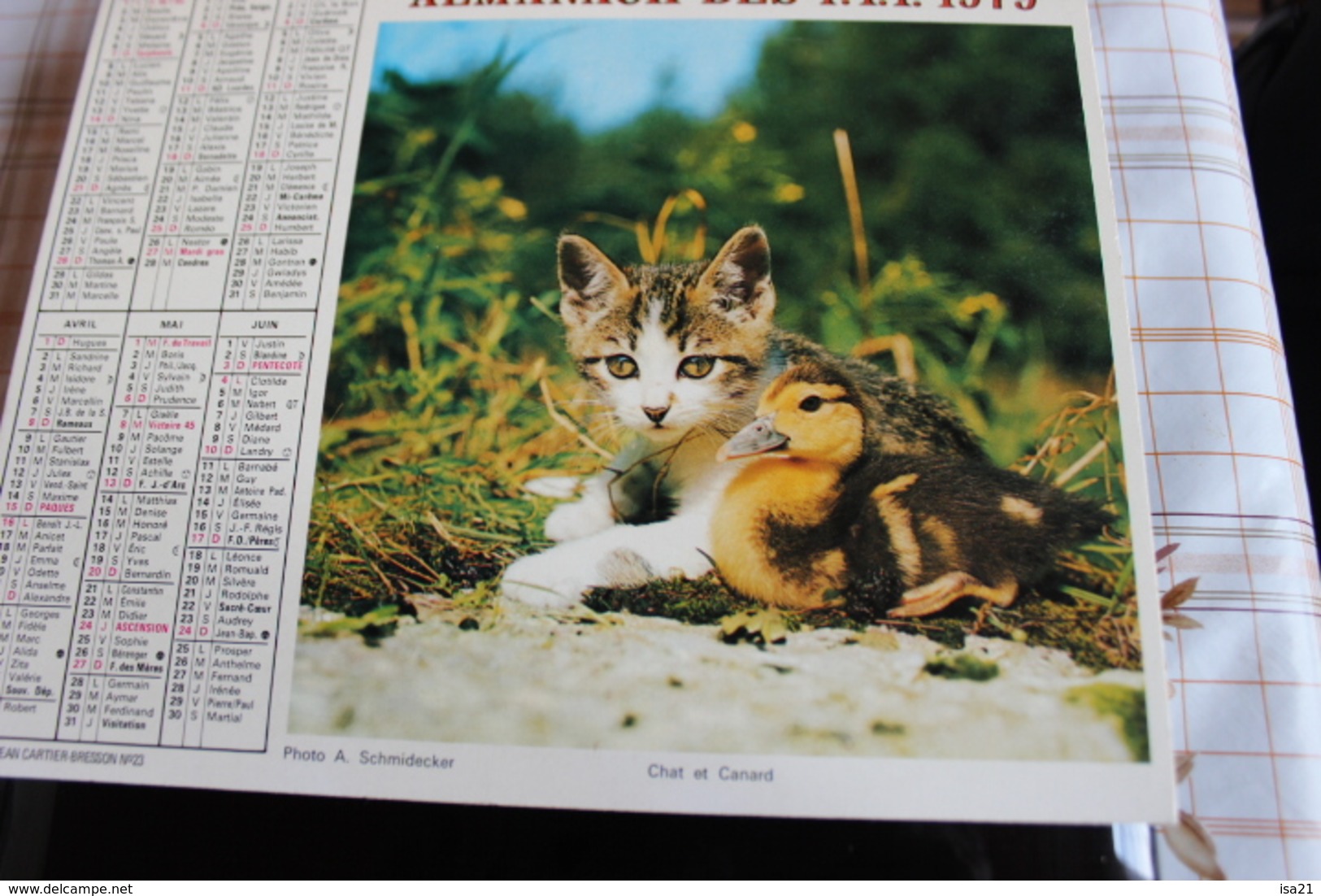 Calendrier Des Postes PTT 1989 Seine-Maritime Chat Et Canard, Fabrice Et Son Poulain, 2 Photos - Grand Format : 1971-80