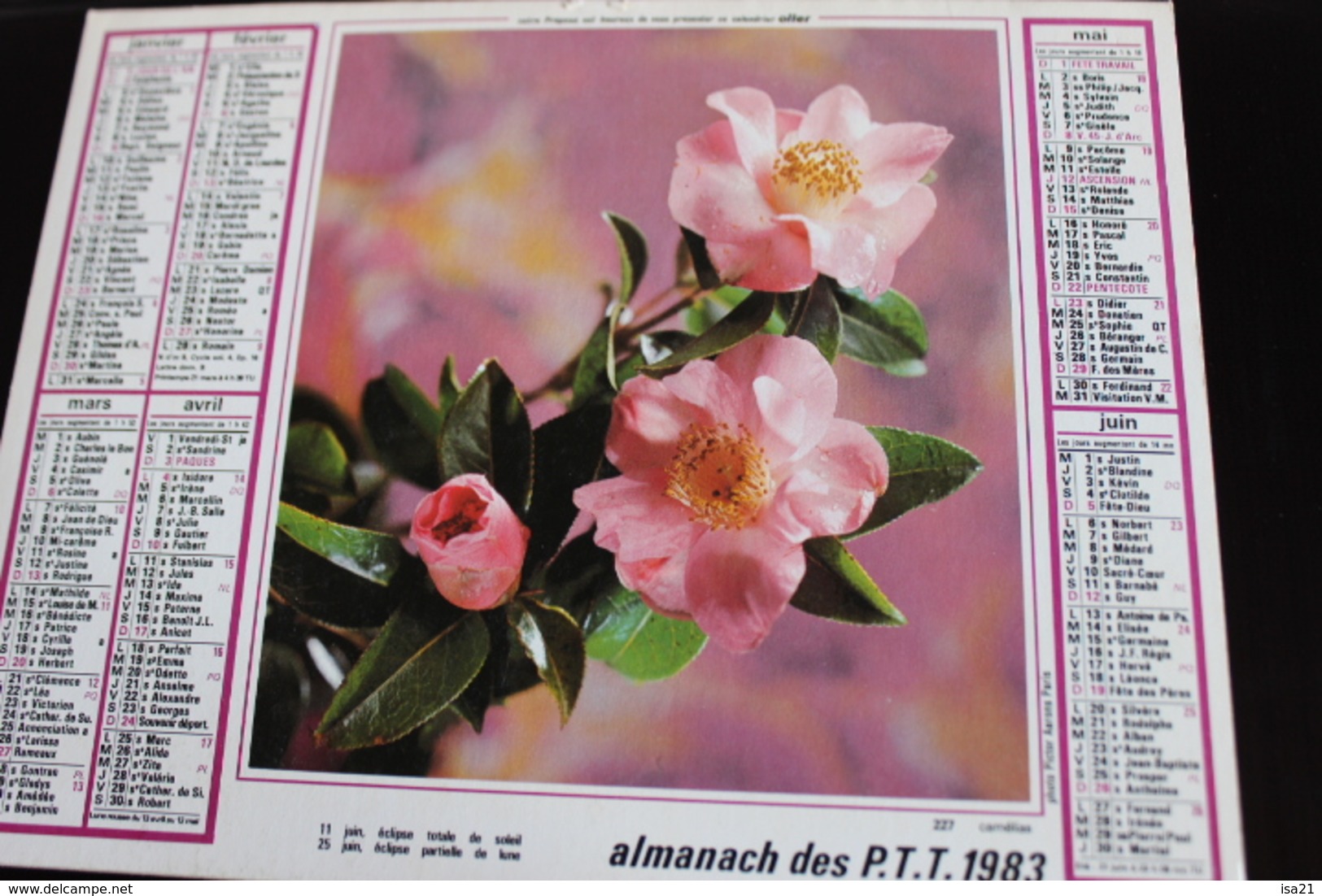 Calendrier Des Postes PTT 1983 SEINE-MARITIME, Les Camélias, Gerberas, 2 Photos - Tamaño Grande : 1981-90