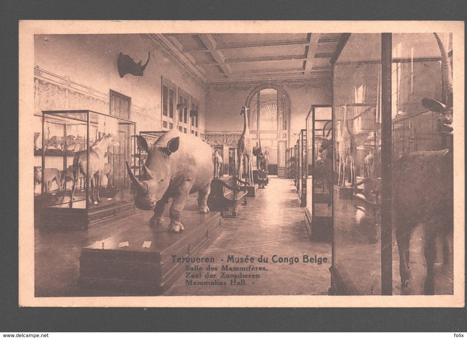 Tervuren / Tervueren - Musée Du Congo Belge - Salle Des Mammifères / Zaal Der Zoogdieren - Neushoorn / Rhino - Tervuren