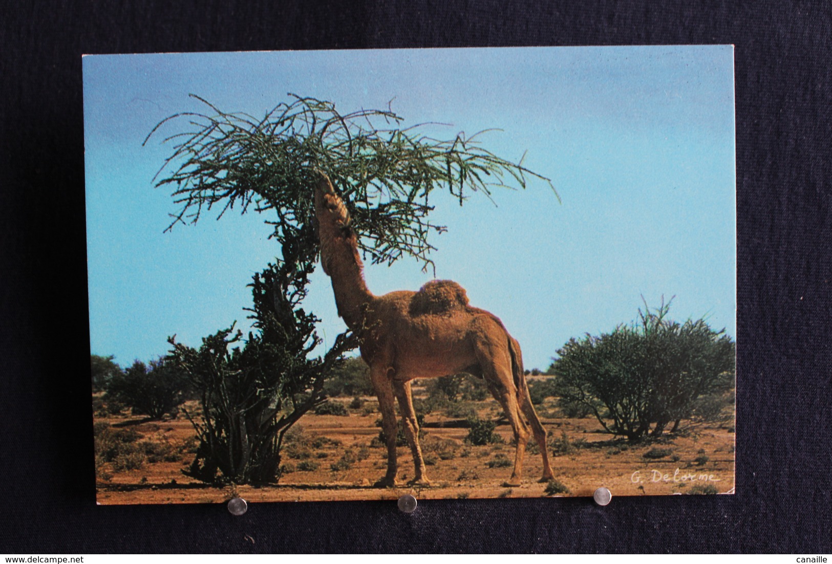 I - 38 / Asie - Saudi Arabia - Arabie Saoudite - West Region, Camel  - تحية من المملكة العربية السعودية - Arabie Saoudite