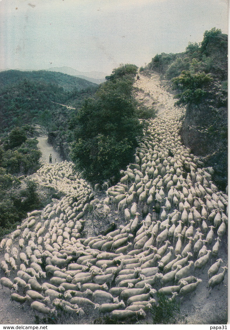 La Transhumance - Crías