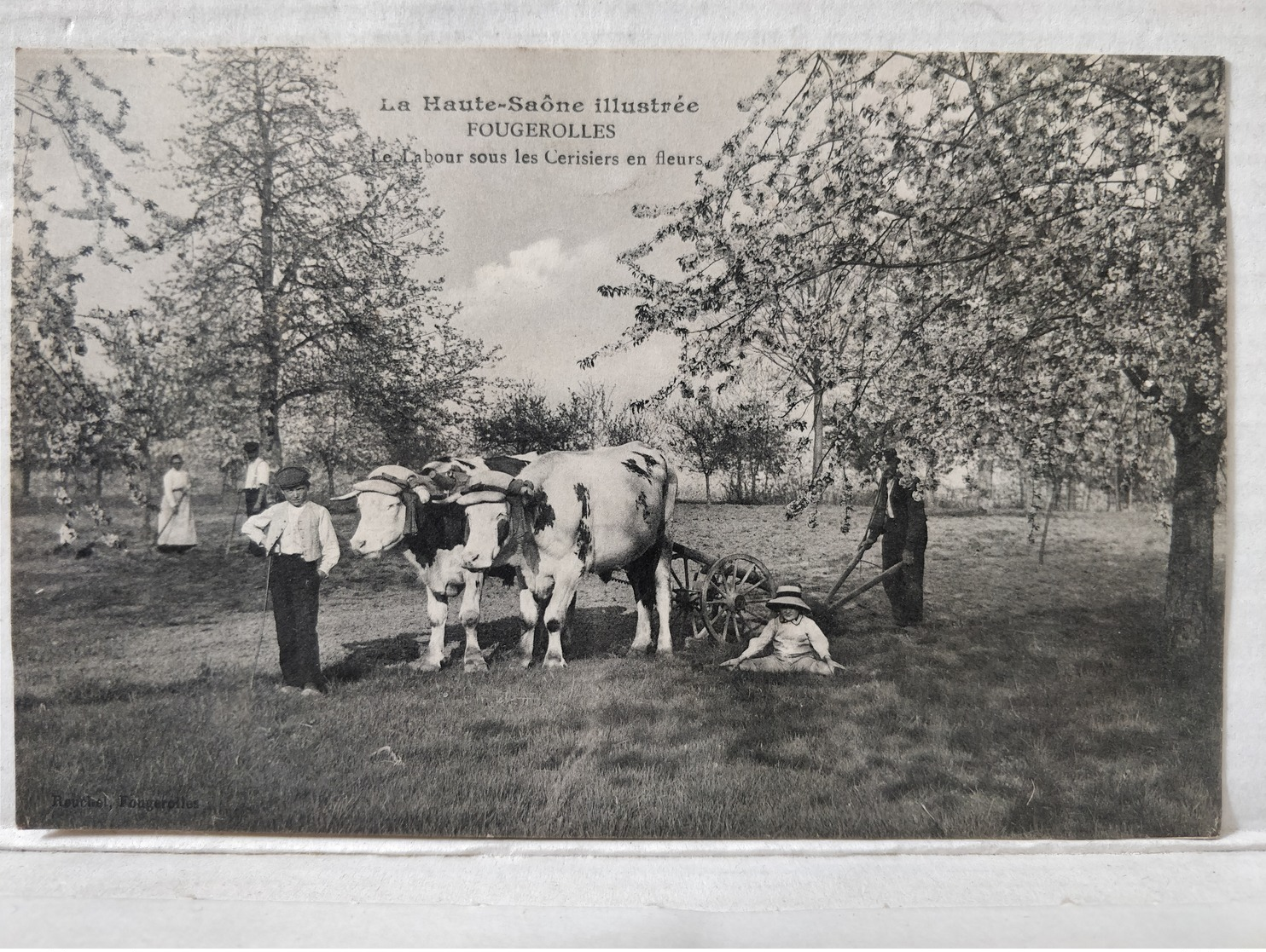 Fougerolles. Labour Sous Les Cerisiers En Fleurs. Animée - Autres & Non Classés