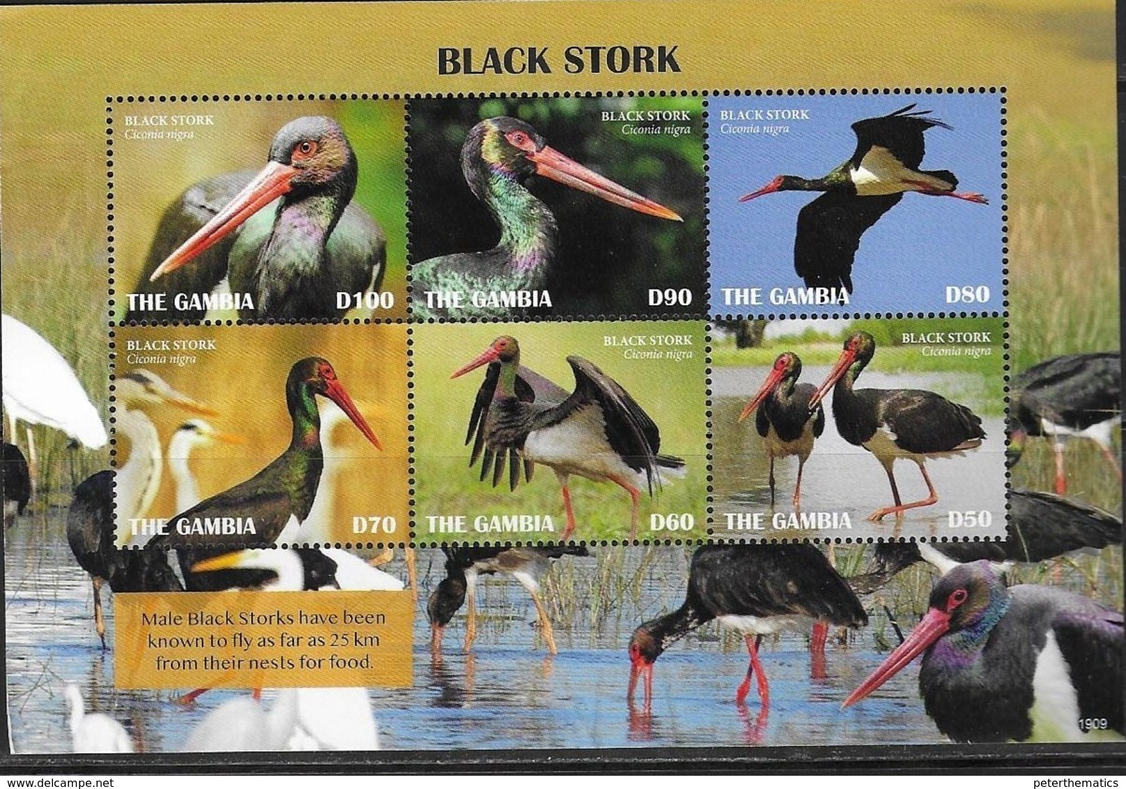 GAMBIA, 2019, MNH, BIRDS, STORKS, BLACK STORKS, SHEETLET - Storks & Long-legged Wading Birds