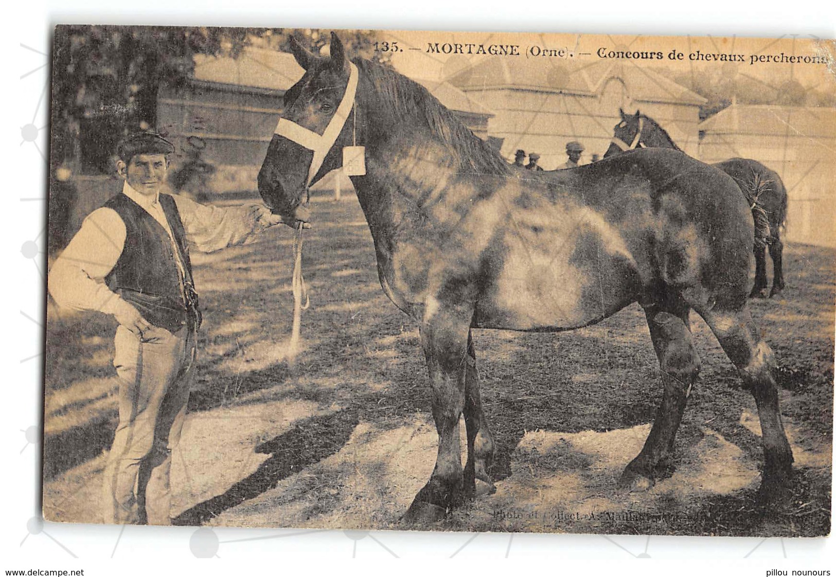 Mortagne_Concours De Percherons_Etat Superbe. - Autres & Non Classés