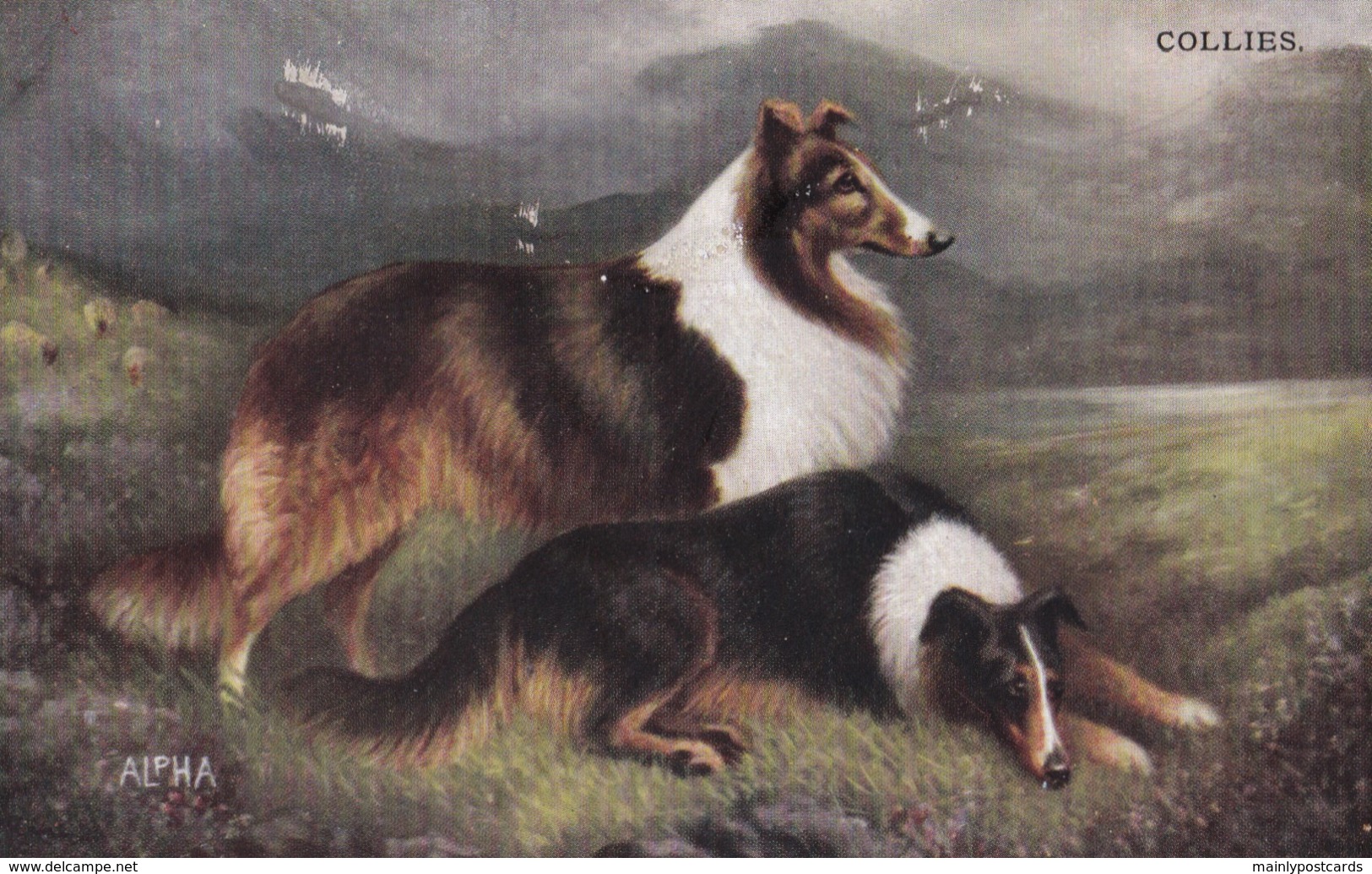AS72 Animals - Dogs, Collies - Dogs