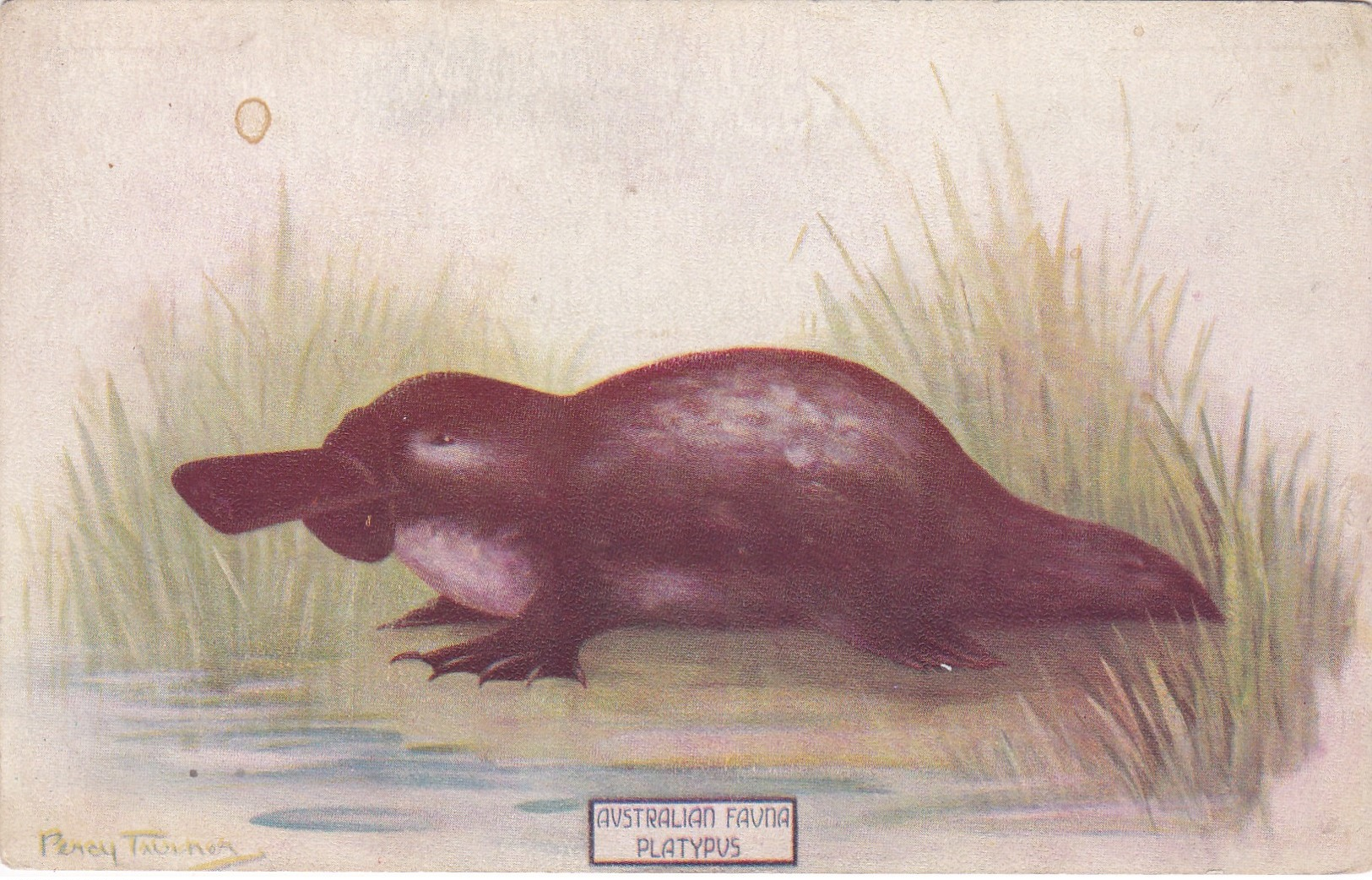 PLATYPUS , Australia,  00-10s - Other & Unclassified