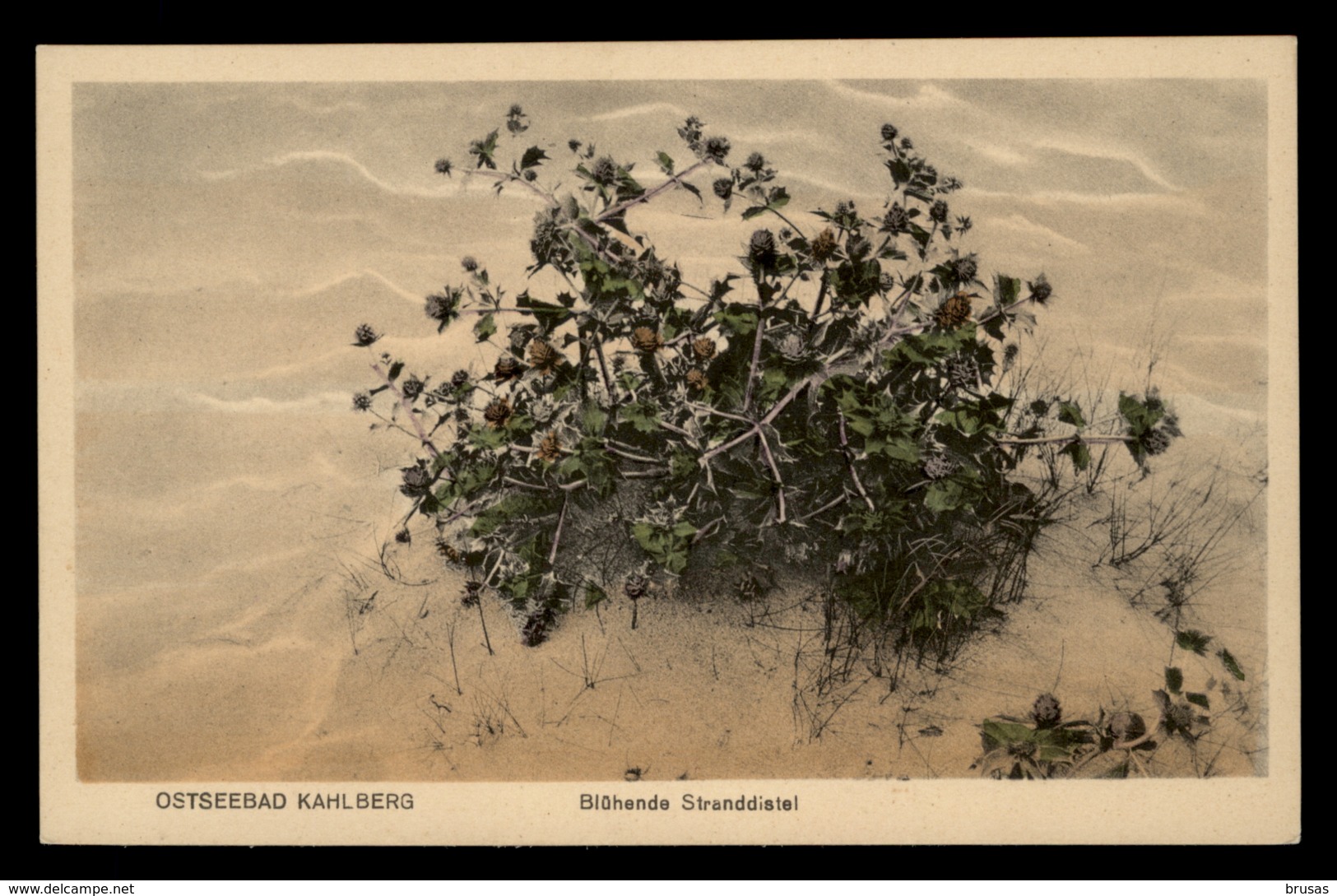 Ostseebad Kahlberg - Blühende Standdistel - Ostpreussen