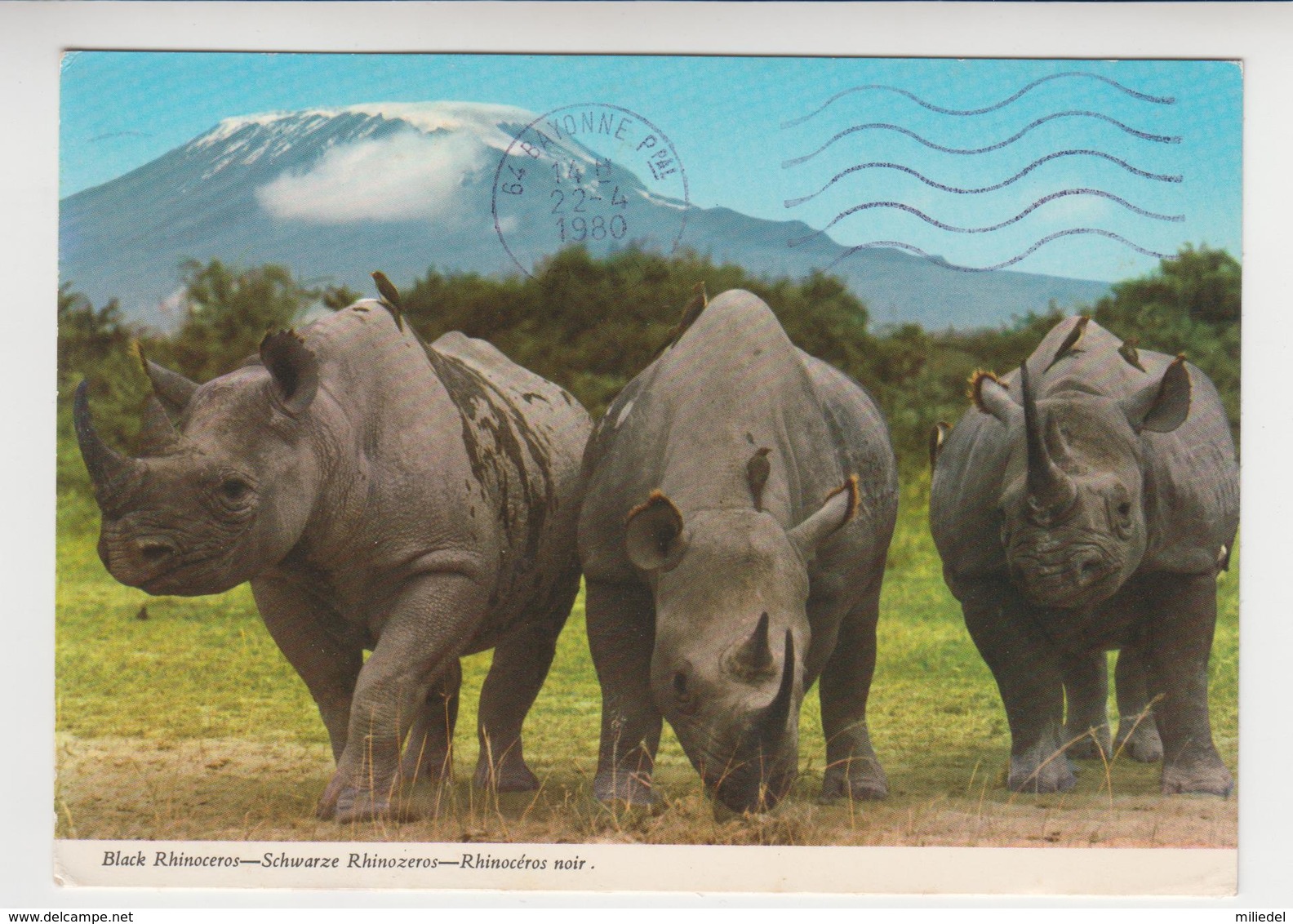 CC 046 /  RWANDA   /  Rhinocéros Noir / Black  RHINOCEROS : Das Schwarze Rhinozeros  ( Nice Stamp ) - Rwanda