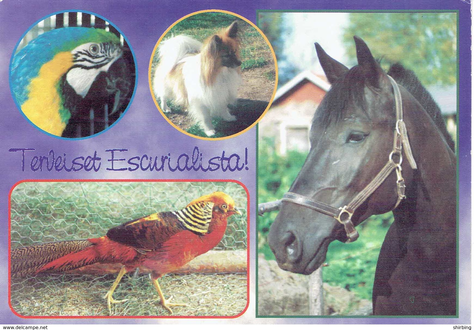 25D : Animal - Dog, Parrot, Horse, Pheasant Multi View Used Postcard With Stamp - Autres & Non Classés