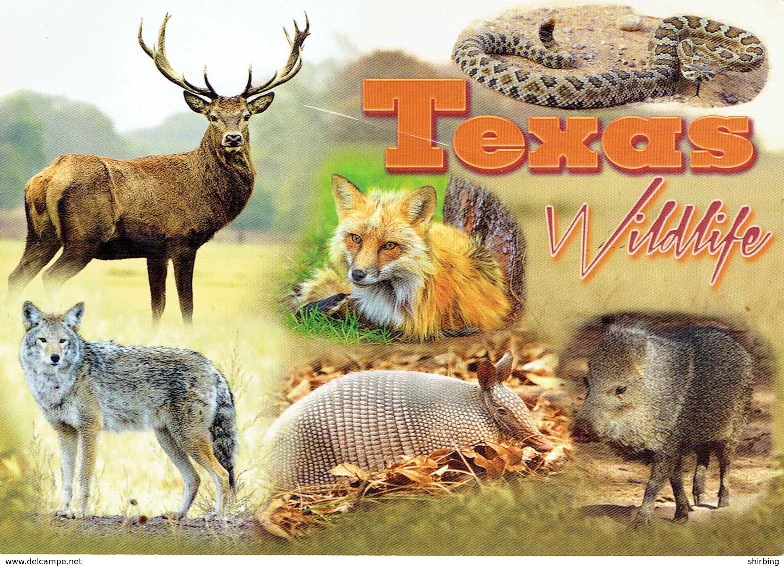 25D : Texas Wildlife,fox,wolf,wild Boar,snake Multi View Used With Stamp - Other & Unclassified