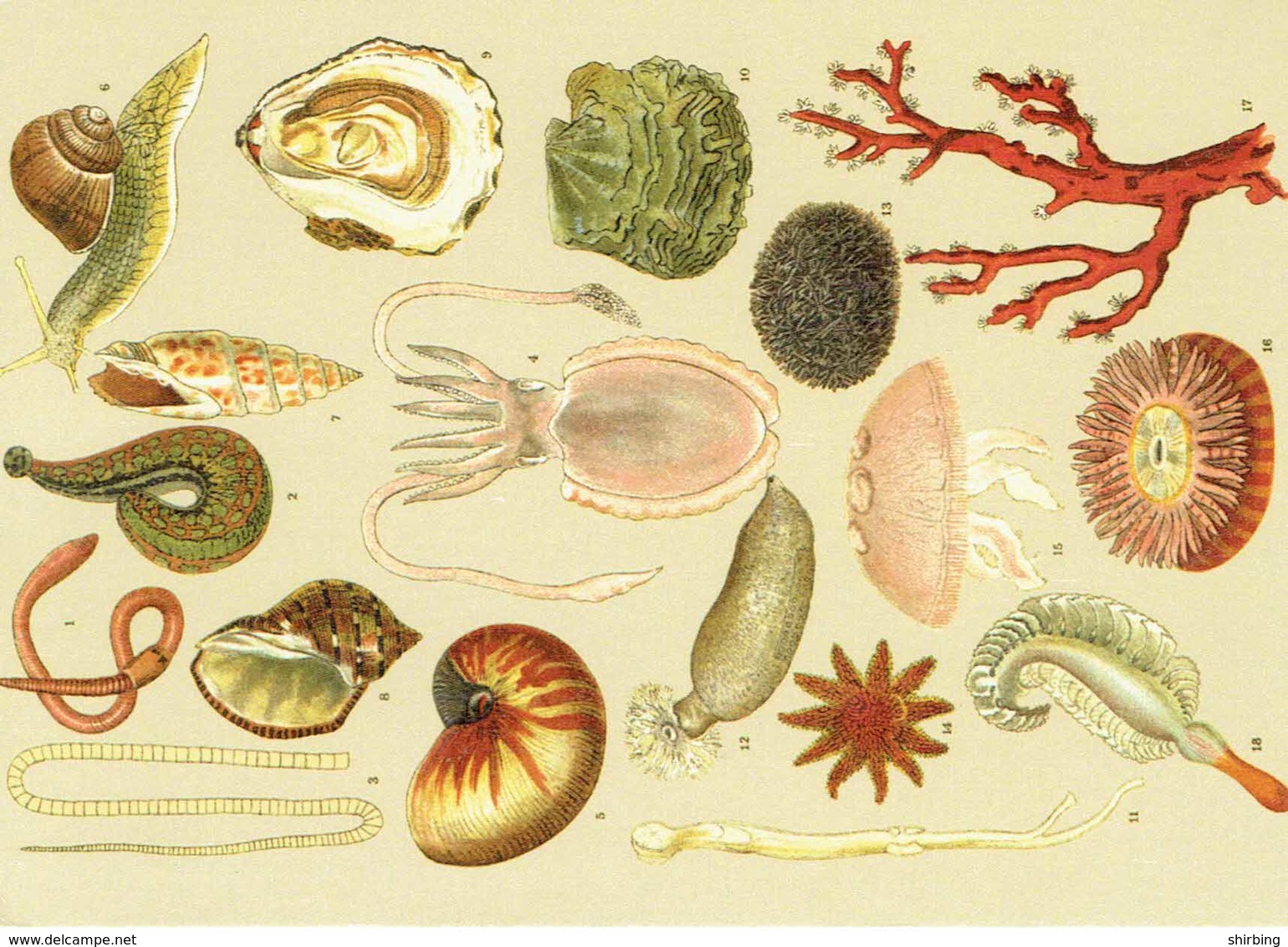 25D :All Kinds Shell,cuttle Fish,sea Shell, Coral,snail, Sea Snake Multi View Used With Stamp - Fish & Shellfish