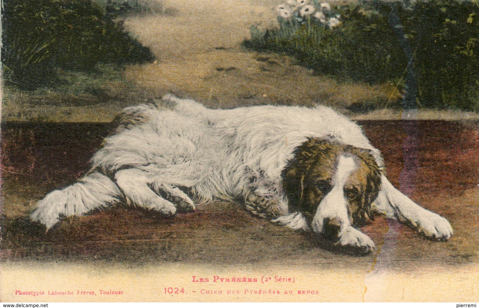 CHIEN ....des PYRENEES....NO.1024   LABOUCHE FRERES - Honden