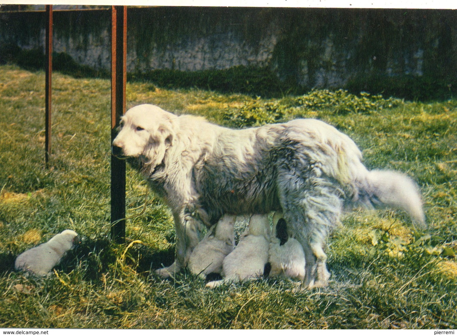 CHIEN ....des PYRENEES. - Dogs