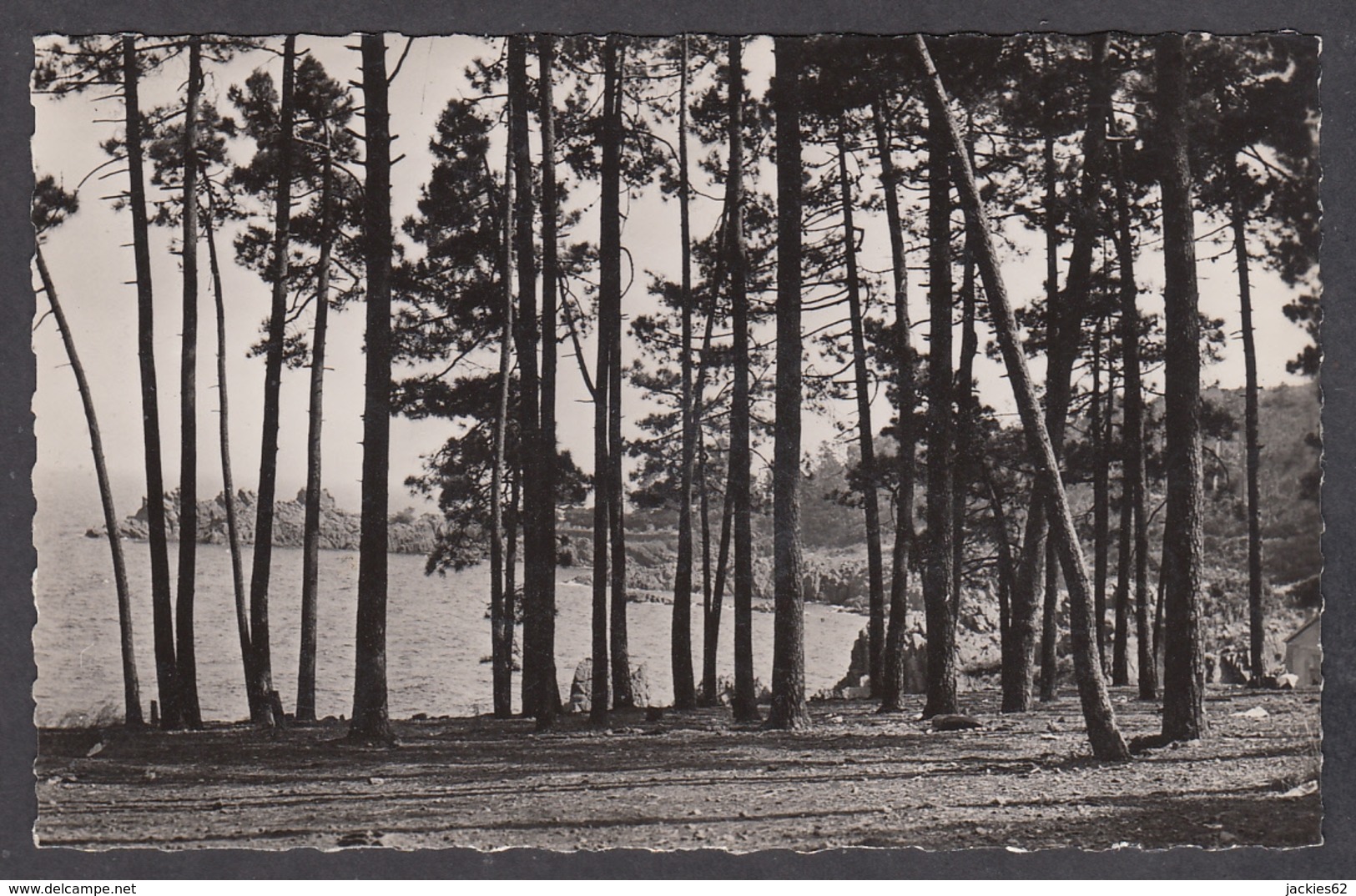 103561/ SAINT-RAPHAEL, Le Trayas, Pinède En Bord De Mer - Saint-Raphaël