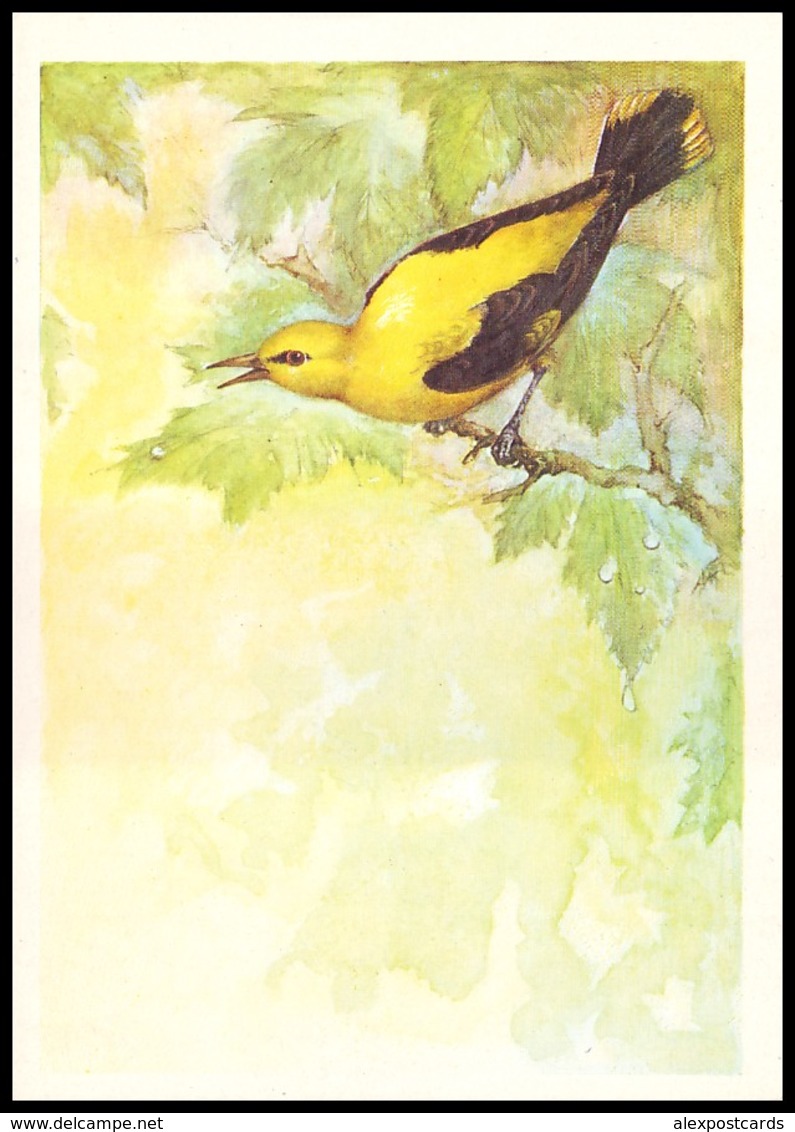 BIRDS. GOLDEN ORIOLE. Artist A. Isakov. USSR, 1979. Unused Post Card - Oiseaux