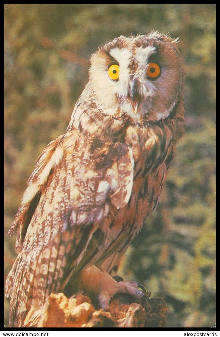 BIRDS. LONG-EARED OWL. USSR, 1985. Unused Postcard - Birds