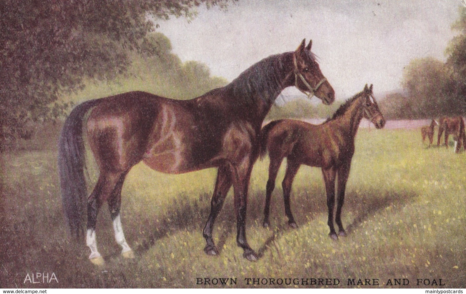 AS74 Animals - Horses - Brown Thoroughbred Mare And Foal - Chevaux