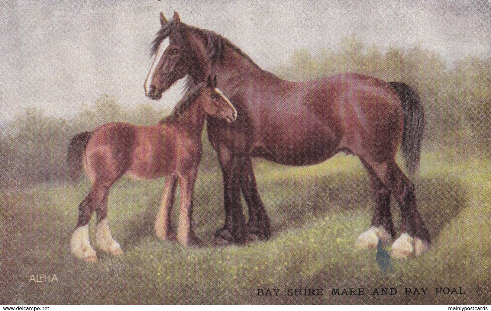 AS74 Animals - Horses - Bay Shire Mare And Foal - Chevaux