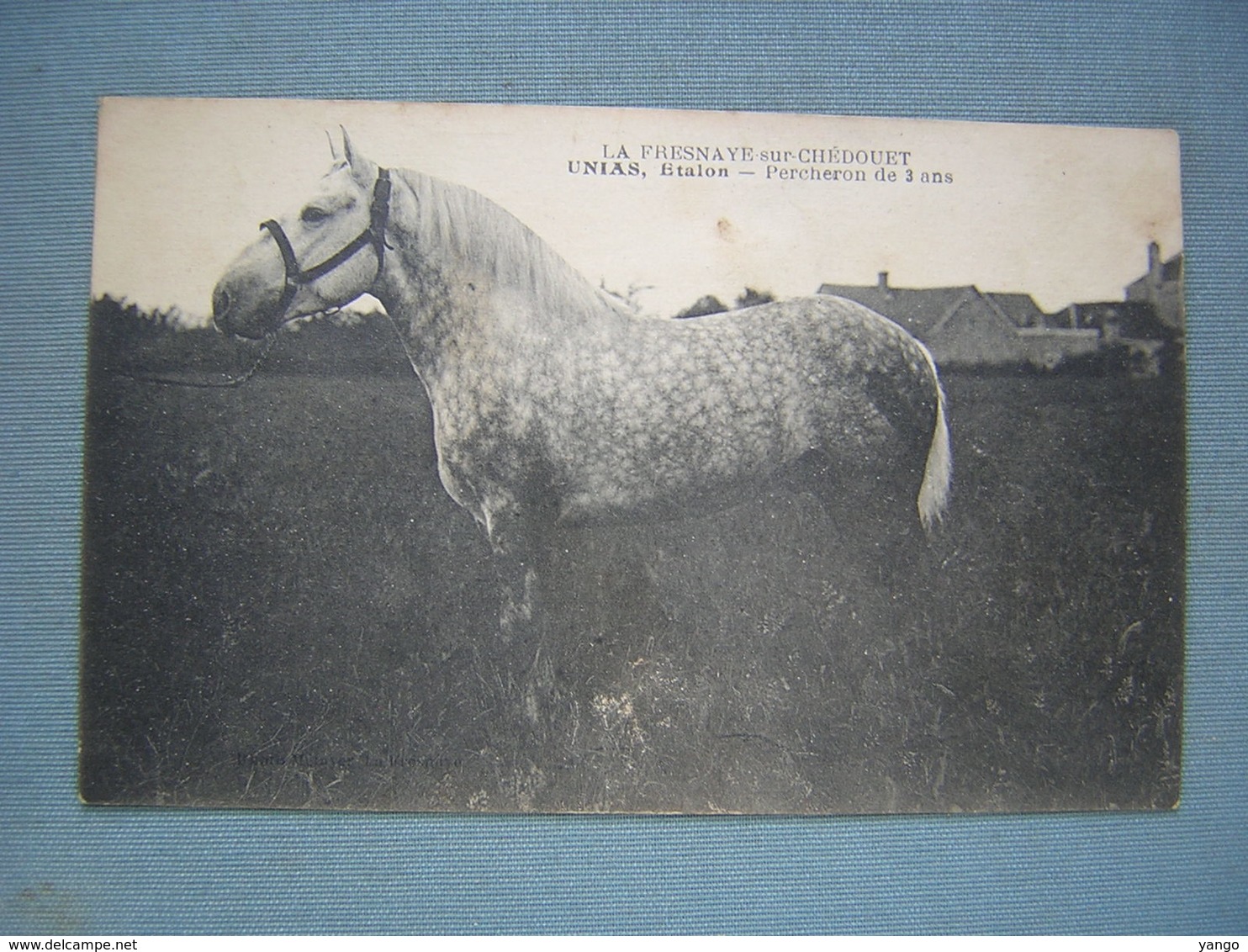 LA FRESNAYE SUR CHEDOUET - UNIAS, ETALON - PERCHERON DE 3 ANS - La Fresnaye Sur Chédouet