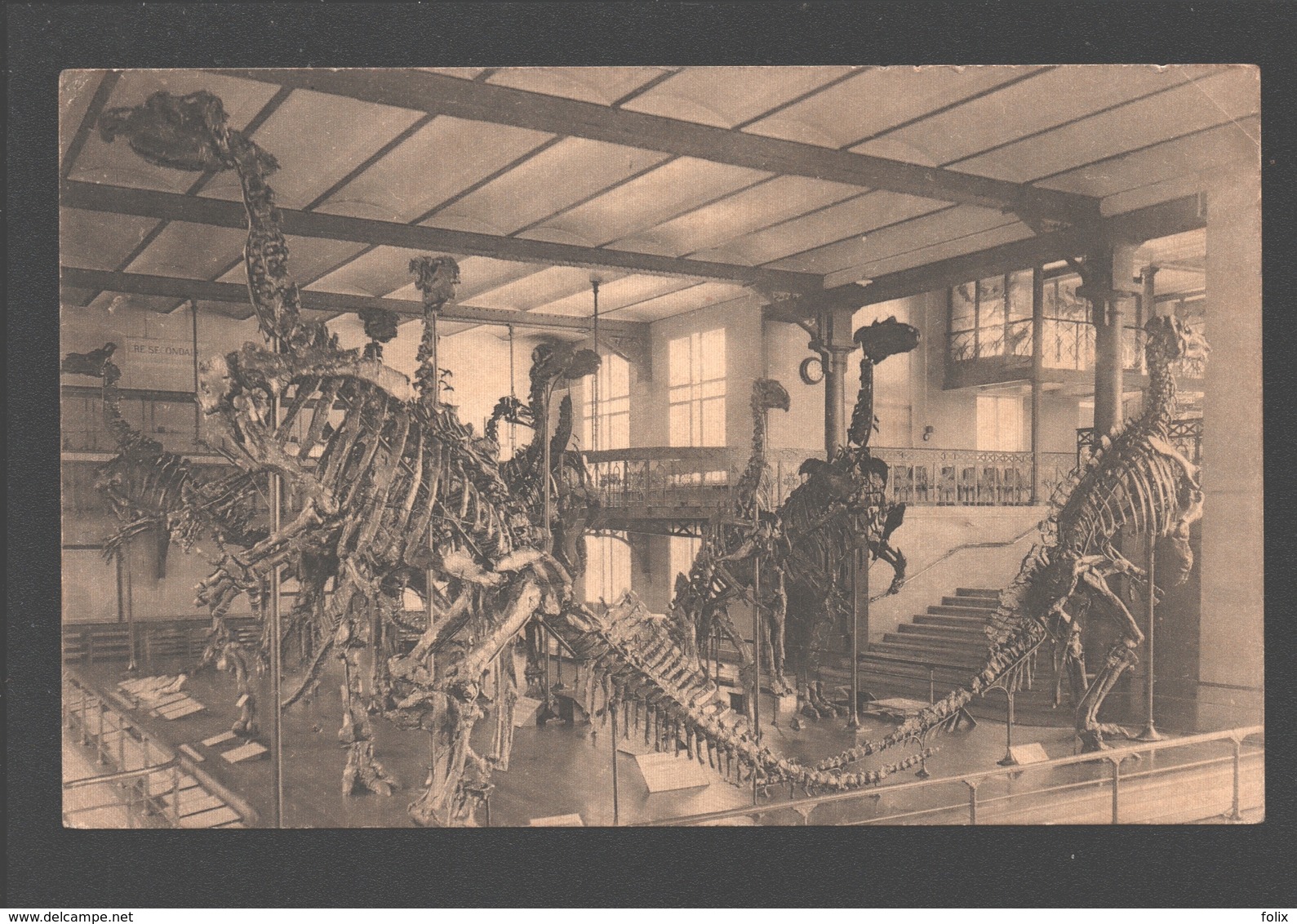 Brussel / Bruxelles - Musée Royal De L'Histoire Naturelle - Salle Des Vertébrés - Groupe Des Iguanodons - Dinosaur - Musées
