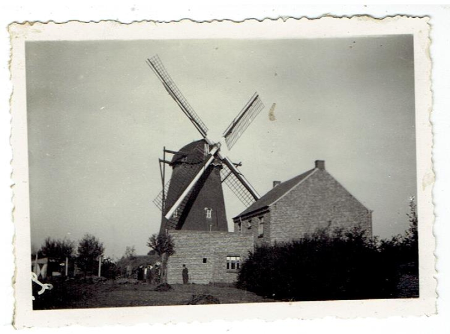 BREE - Kleine Foto 8,5 X 6,2 Cm - Molen Buys - Afgebroken 1950 - Bree