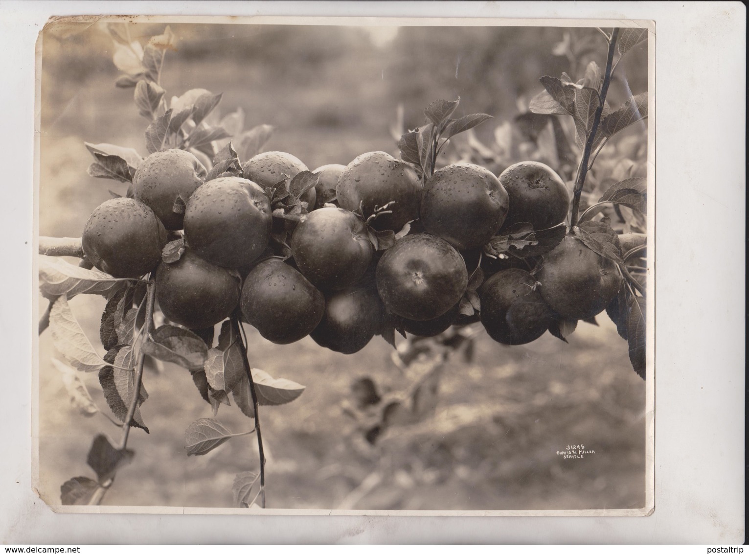 CIDER APPLES SEATTLE WASHINGTON    +- 25*20CM  Fonds Victor FORBIN (1864-1947) - Otros & Sin Clasificación