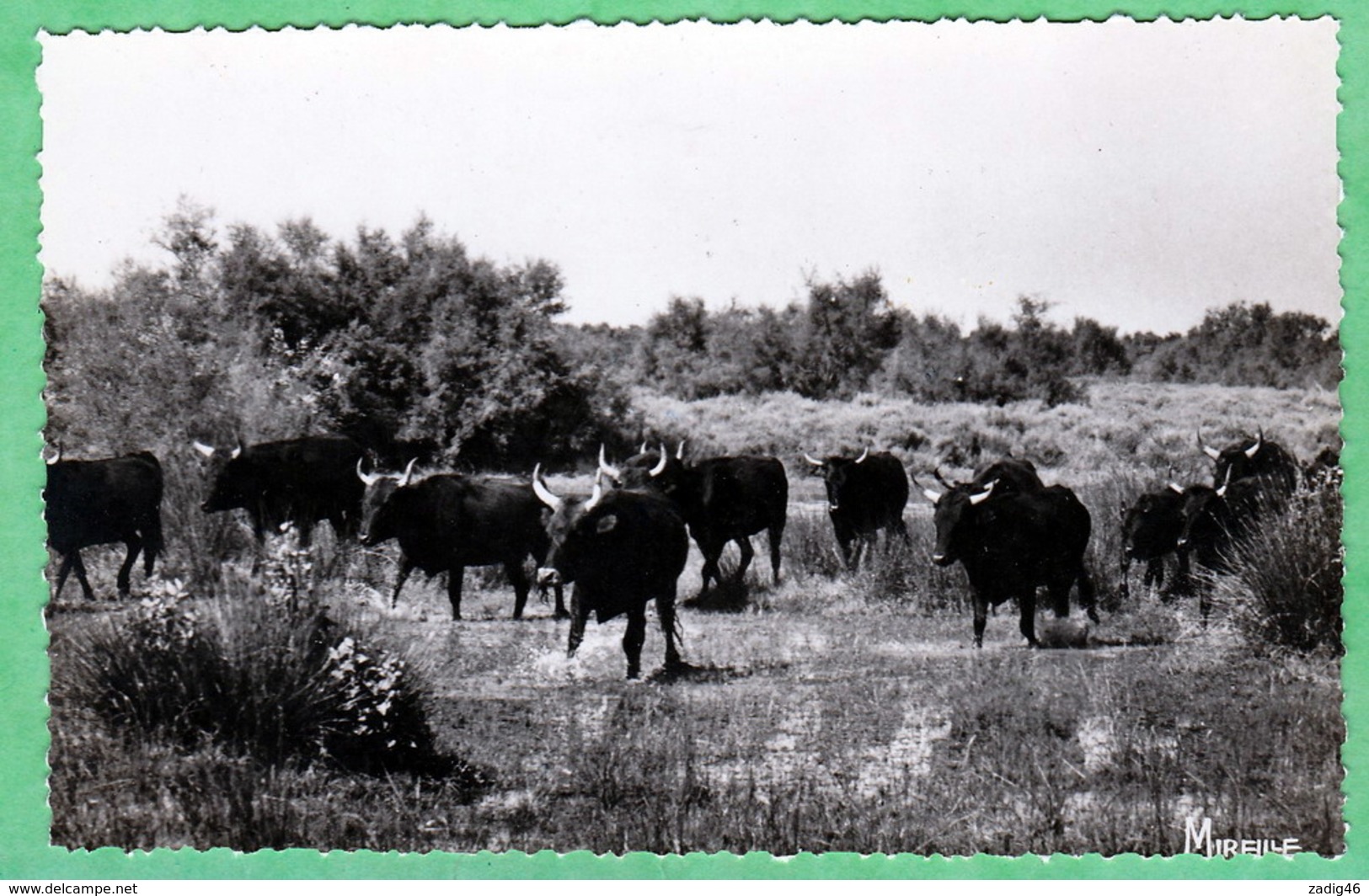 EN CAMARGUE - TROUPE DE NOIRS TAUREAUX DE COMBAT - MANADE DU MAS DE CACHAREL - CPSM PETIT FORMAT - Altri & Non Classificati