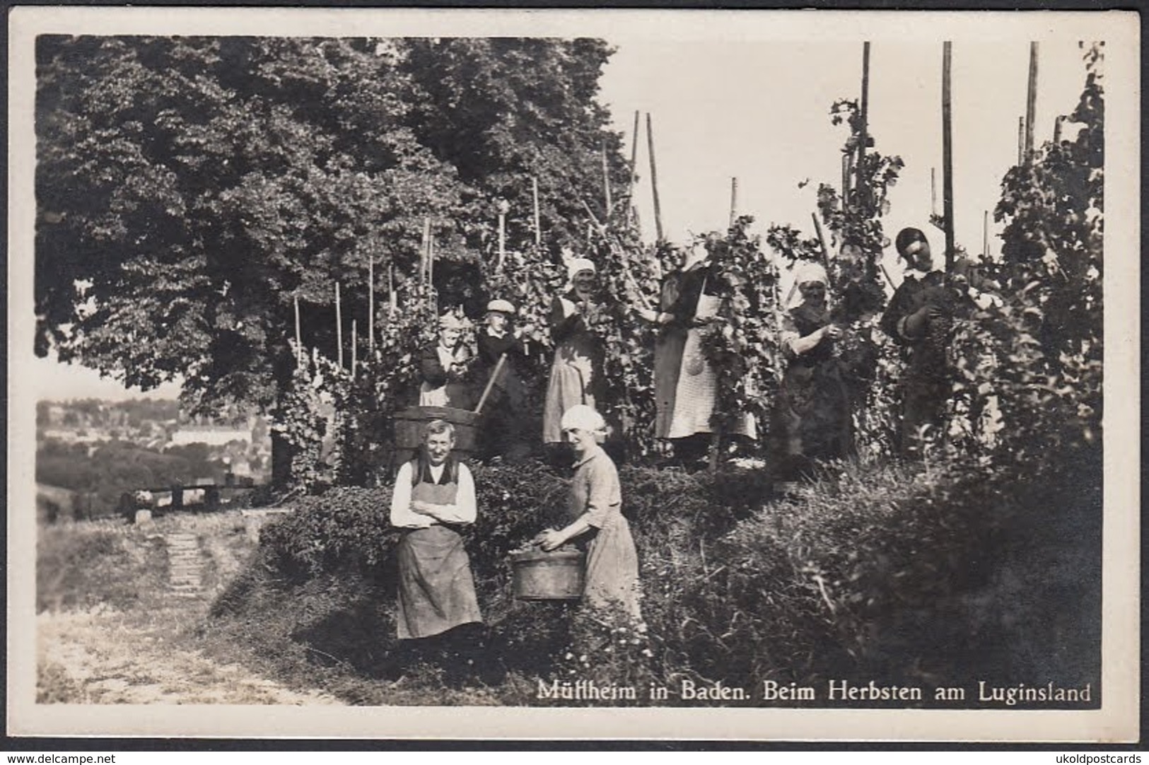 AK - Müllheim In Baden, Beim Herbsten Am Luginsland, Fotokarte. - Muellheim