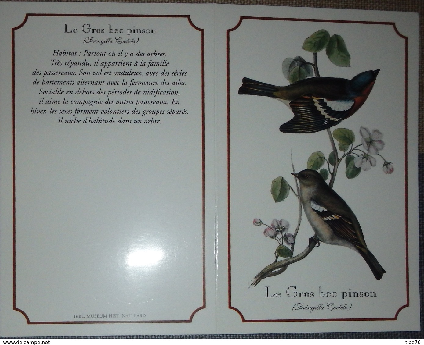 Petit Calendrier Poche 1996 Création Dobola Angouleme - Oiseau Gros Bec Pinson - Small : 1991-00