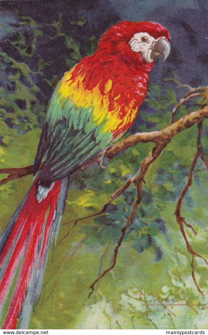 AS76 Animals - Birds - Parrot, Artist Signed Roch Or Rooh? - Birds