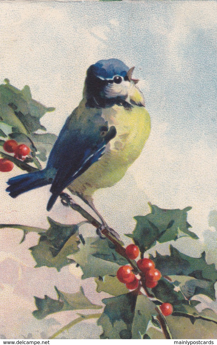 AS76 C. Klein - Birds - Blue Tit On A Holly Branch - Klein, Catharina