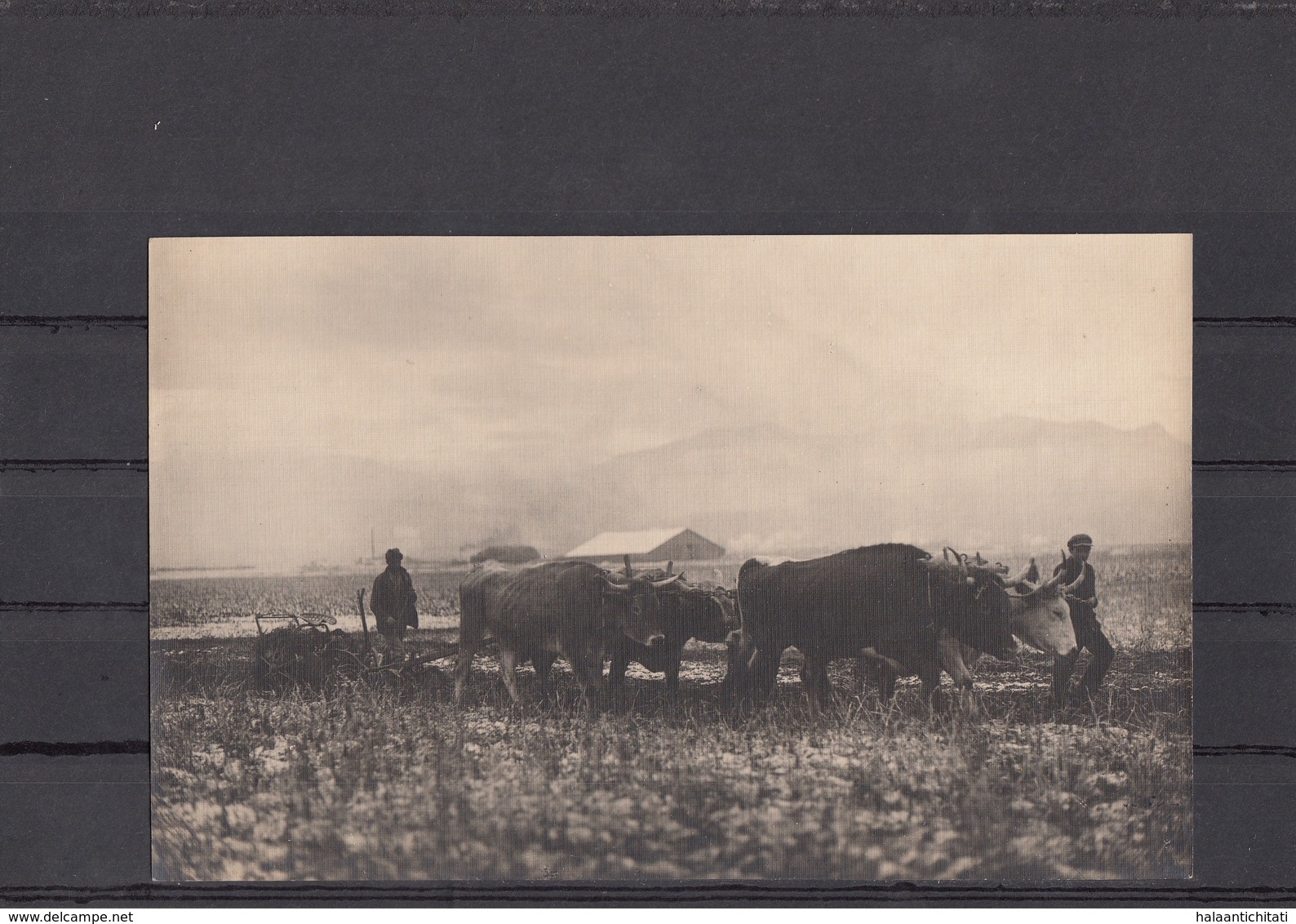 Romania / Roumanie / Rumanien - Munca La Camp - Photo Made In WW1 By German Soldiers - Romania